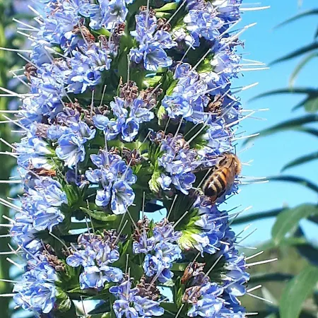 The Bee House *