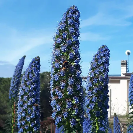 The Bee House Alloggio in famiglia